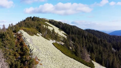 Immergrüner Wald auf dem Gipfel des hohen Steinbergs unter blauem Himmel
