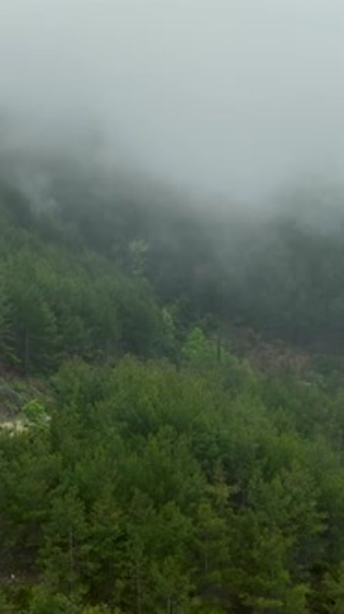 Vertical Video Aerial Retreat Through the Enigmatic Path Enthralling Forest in CloudEnshrouded