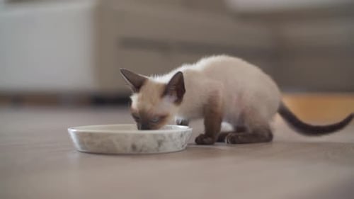 Sweet Siamese Kitten Drinks from Bowl Indoors