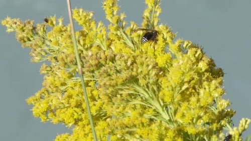 Wasp on Goldenrod Pollinating Yellow Flowers