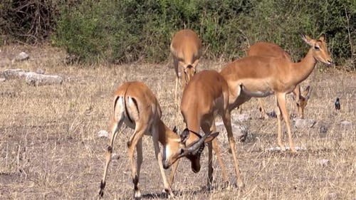 Male Impalas bashing heads, Africa