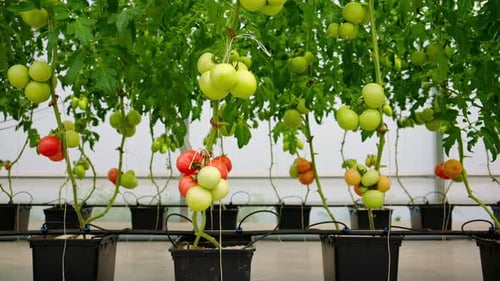 Close up of tomatoes growing in a greenhouse