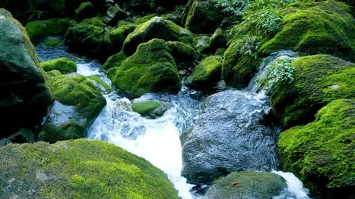 Wasser fließt im Wald