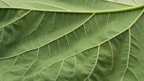 Natural Green Leaf Texture in Details 0240