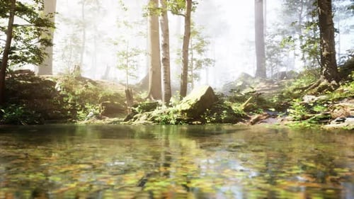 A Stream Running Through a Lush Green Forest