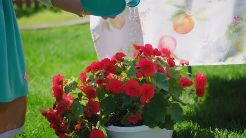 Little Girls with Watering Pot Outdoors in the Garden Kid Helping Parents with Gardening in the