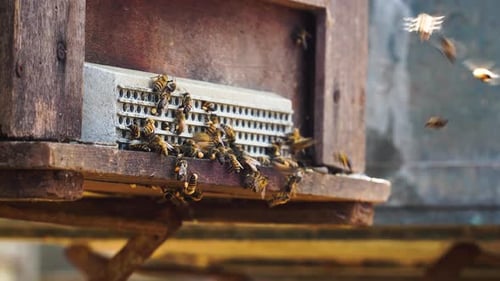 Close up on bee swarm fly by beehive entrance