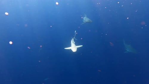 Silky shark swimming through ocean with bull sharks - wide shot