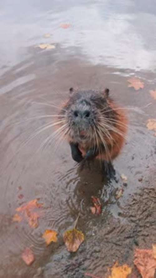 Nutria foraging for food in the water