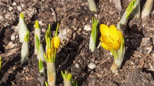 Bright Yellow Crocus Flowers Blooming in Spring Soil