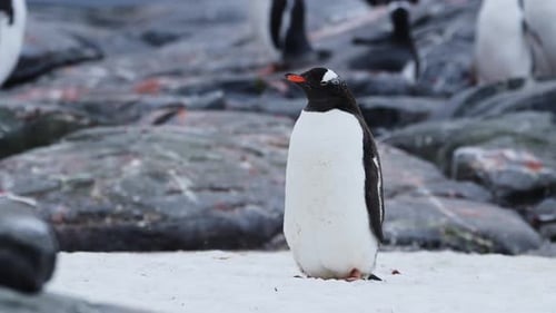 Penguin Portrait Close Up on Snow in Antarctica, Gentoo Penguin on Wildlife and Animals Vacation in
