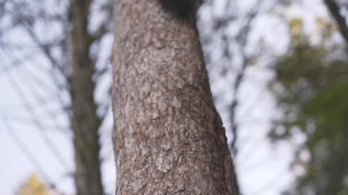 Tracking Slowmotion Shot Of A Squirrel Running Up A Tree And Then Jumping To Another Tree