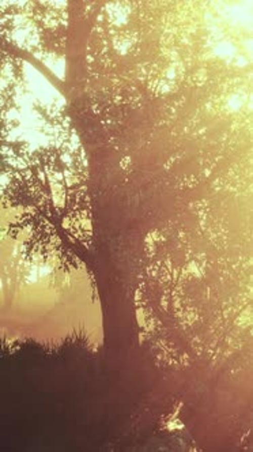 Panoramic View of the Majestic Evergreen Forest in a Morning Fog