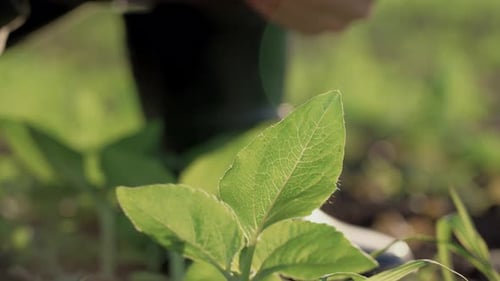 Organic Farming Farmer Hand Touching Young Plants in Green Field in Sunny Day Farmer Man Working in