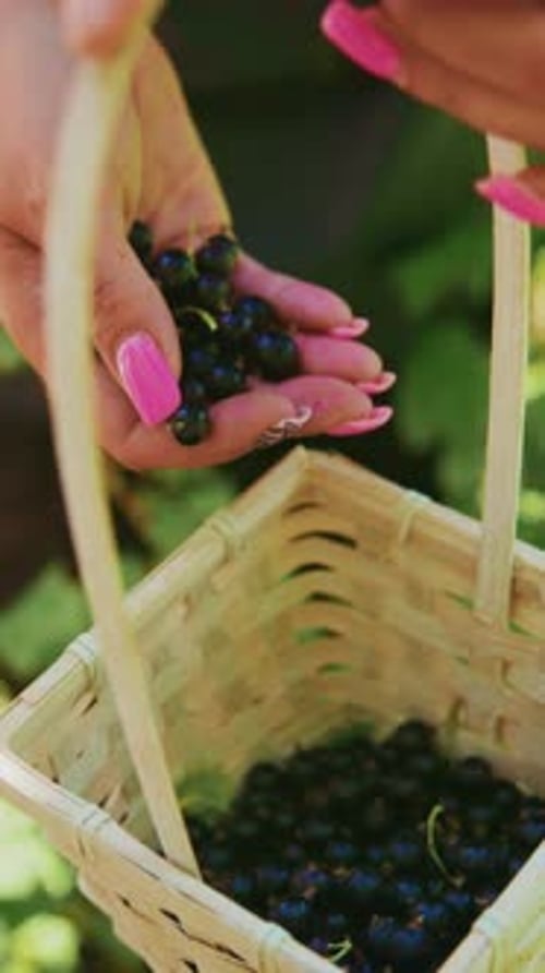 Gathering Fresh Berries A CloseUp View of a Hand Picking Blackcurrants and Placing Them in a Woven