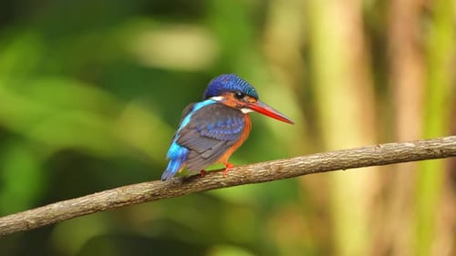 dans une lumière abondante, un martin-pêcheur à oreilles bleues a été aperçu en train de bronzer alors qu'il regardait sa cible