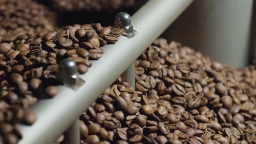 Roasted Coffee Beans inside Industrial Machine