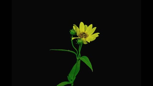 Yellow Flower