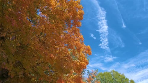 Colorful Woods with Yellow and Orange Canopies in Autumn Forest on Sunny Day Landscape of Wild