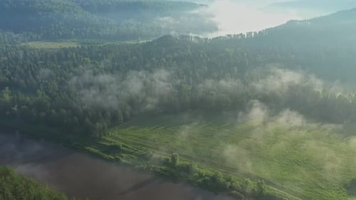 Misty Fog Enveloping a Tranquil Forest Landscape at Sunrise