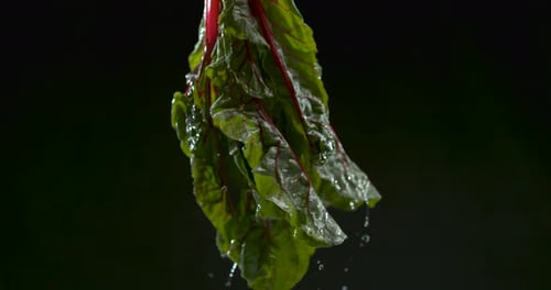 Des feuilles de chou fraîchement lavées sont suspendues par le haut et projettent des gouttelettes d'eau