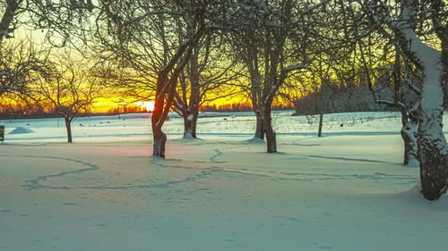 A glorious golden sunrise casts shadows on the snow through the trees - time lapse