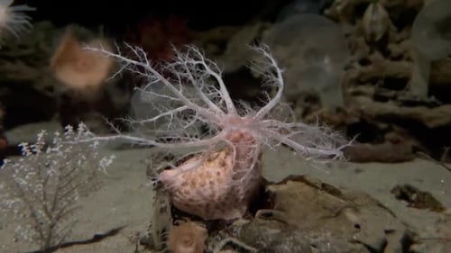 A Deep Sea Animal With Branching Arms (Basket Star) At The Monterey Bay Aquarium.