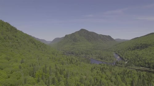 Beautiful Forest In The Mountain Of Nature
