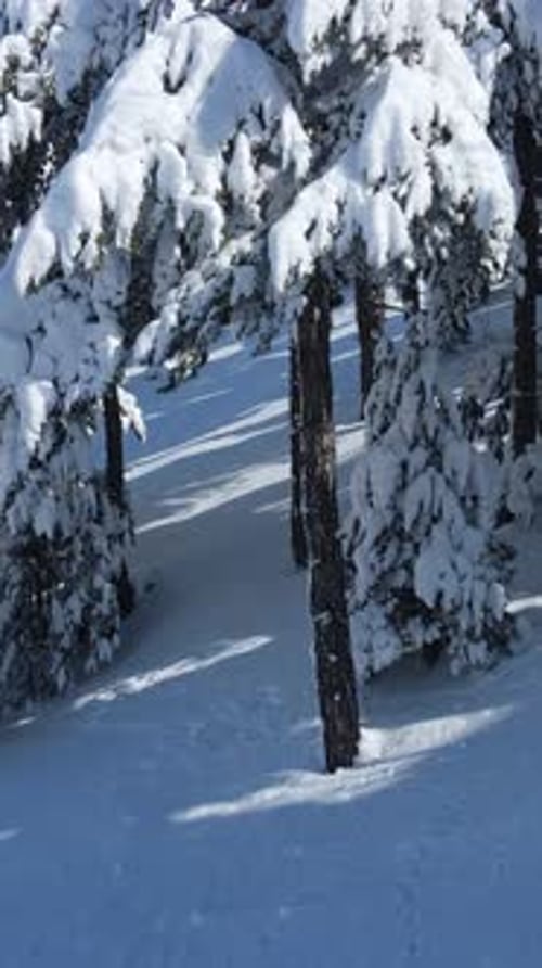 Pin des neiges