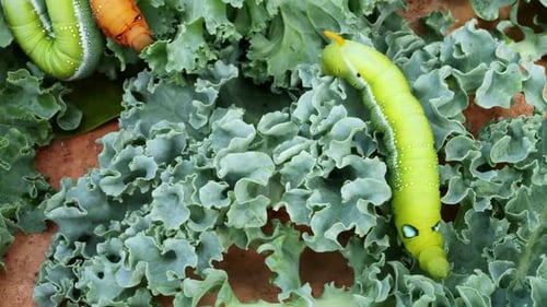 Green Caterpillars Crawling on Vibrant Kale Leaves