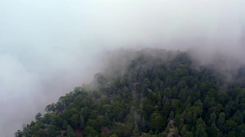 Nebliger Wald