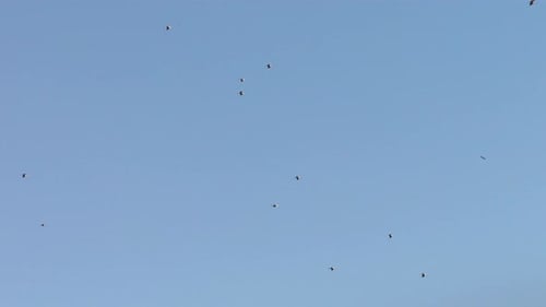Aerial view of birds soaring in the sky, Turkiye.