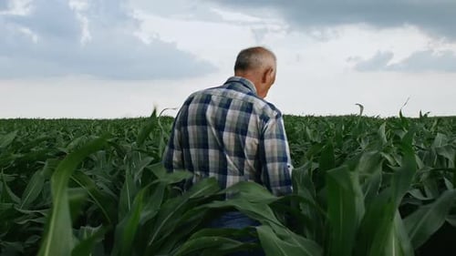Rear view of senior farmer walking in corn field examining crop.
