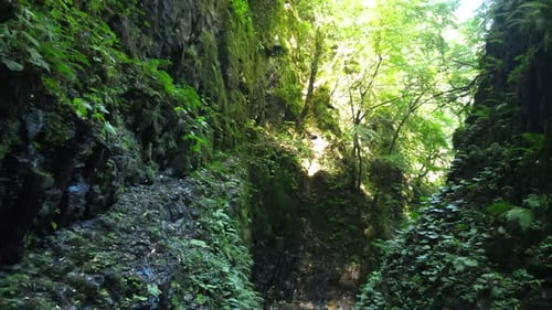 Lush Green Canyon Walls with Sunlight