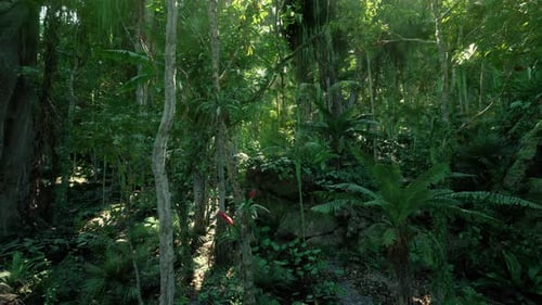 Lush Forest Sanctuary Sundappled Woodland Floor Supporting Diverse Flora