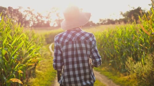 Female Farmer with Plastic Harvest Box Explores Corn Stems While Going at Field Adult Beautiful