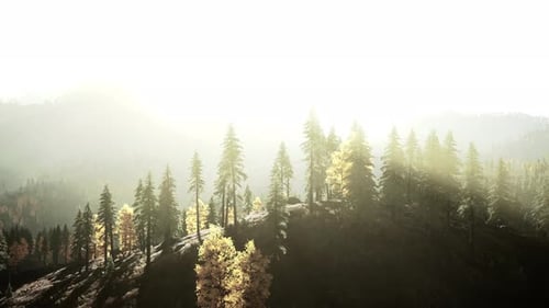 Lush Forest Landscape with Sunbeams and Golden Autumn Trees