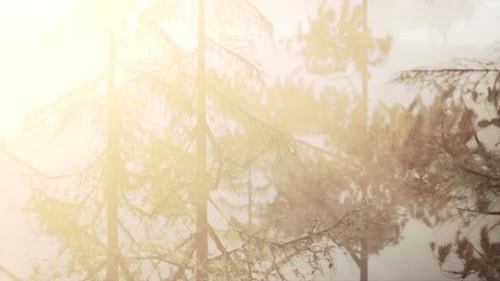 La lumière vibrante du coucher de soleil brille à travers le feuillage persistant