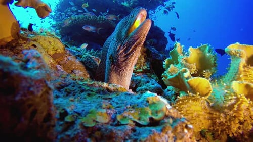 Morena de boca amarilla submarina