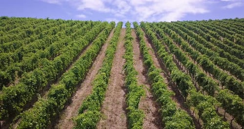 On a sunny day, a beautiful view from a bird's eye view, view from the drone, top view of the grap