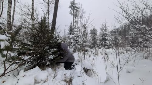 Person Cutting Evergreen Tree in Snowy Forest