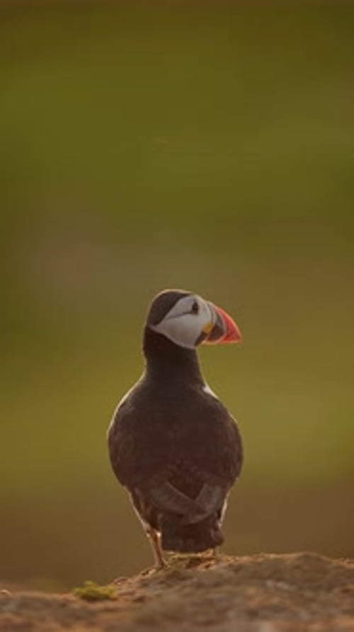Macareux de l'Atlantique vertical au soleil doré, Vidéo verticale sur les oiseaux de macareux de l'Atlantique pour les réseaux sociaux I