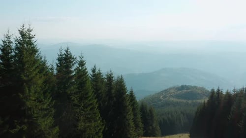 Pine forest and hills on an overcast day. Mountain Golija covered in morning fog