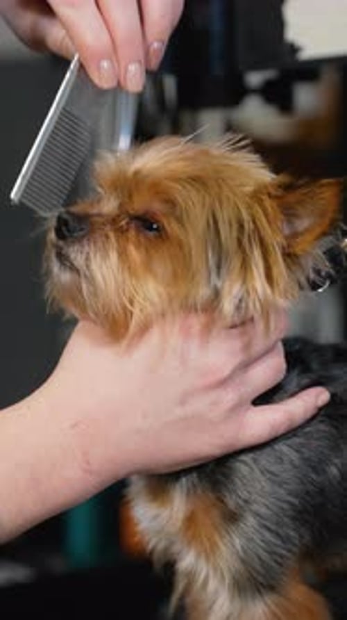 Dog Being Combed During Grooming Session