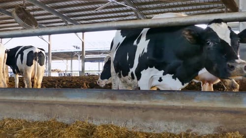 Cows Eating Hay in Indoor Barnyard