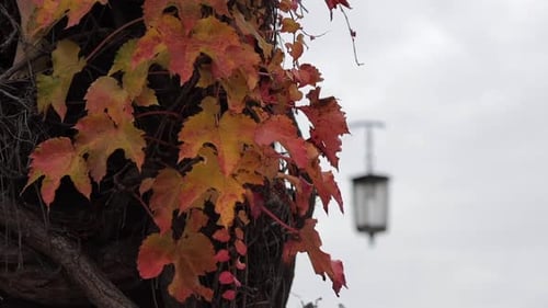 Close up view of creeping ivy, Wawel Royal Castle in Krakow, Poland. Up to down camera move.