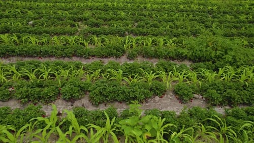 Foto deslizante de una plantación orgánica verde en Chancay, Lima, Perú