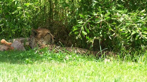 Ein afrikanischer Gepard (Acinonyx jubatus) macht an einem heißen, sonnigen Tag ein Nickerchen im Schatten eines Busches, nah