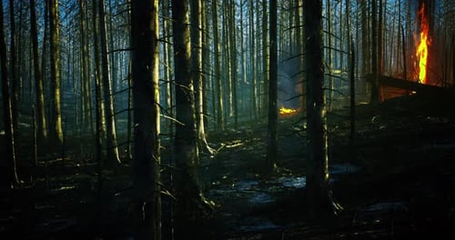 Forests in Turmoil As Wildfires Rage Amidst the Charred Landscape