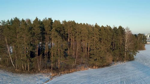 Flying Around The Forest Trees In Winter On A Sunset. Cinematic Drone Winter Footage